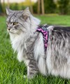 TRE PONTI Szelki regulowane na plecach 3 Pink Leopard