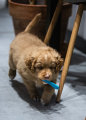 FIBOO Fiboone Puppy 9cm Niebieski