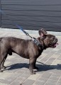 WAUDOG Smycz Nylon Mono Czarna M 20mm 300cm