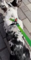 WAUDOG Smycz Nylon Mono Jasnozielona S 15mm 122cm