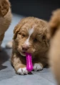 FIBOO Fiboone Puppy 9cm Różowy